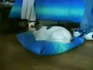 Vaikams, sekso, kėdė, sekso kėdė geriausia grupė, porno